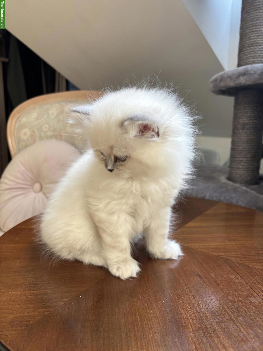 Bild 3: BLH Kätzchen, stubenrein sucht neues Zuhause