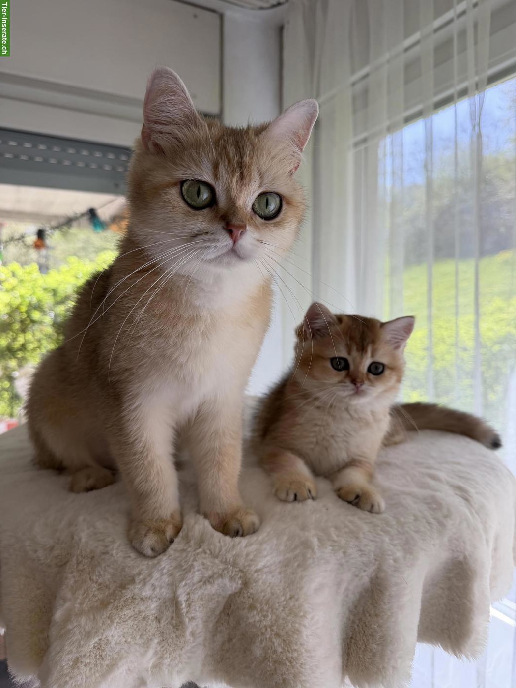 Bild 2: Britische goldene Chinchilla Kitten und Katzenmutter