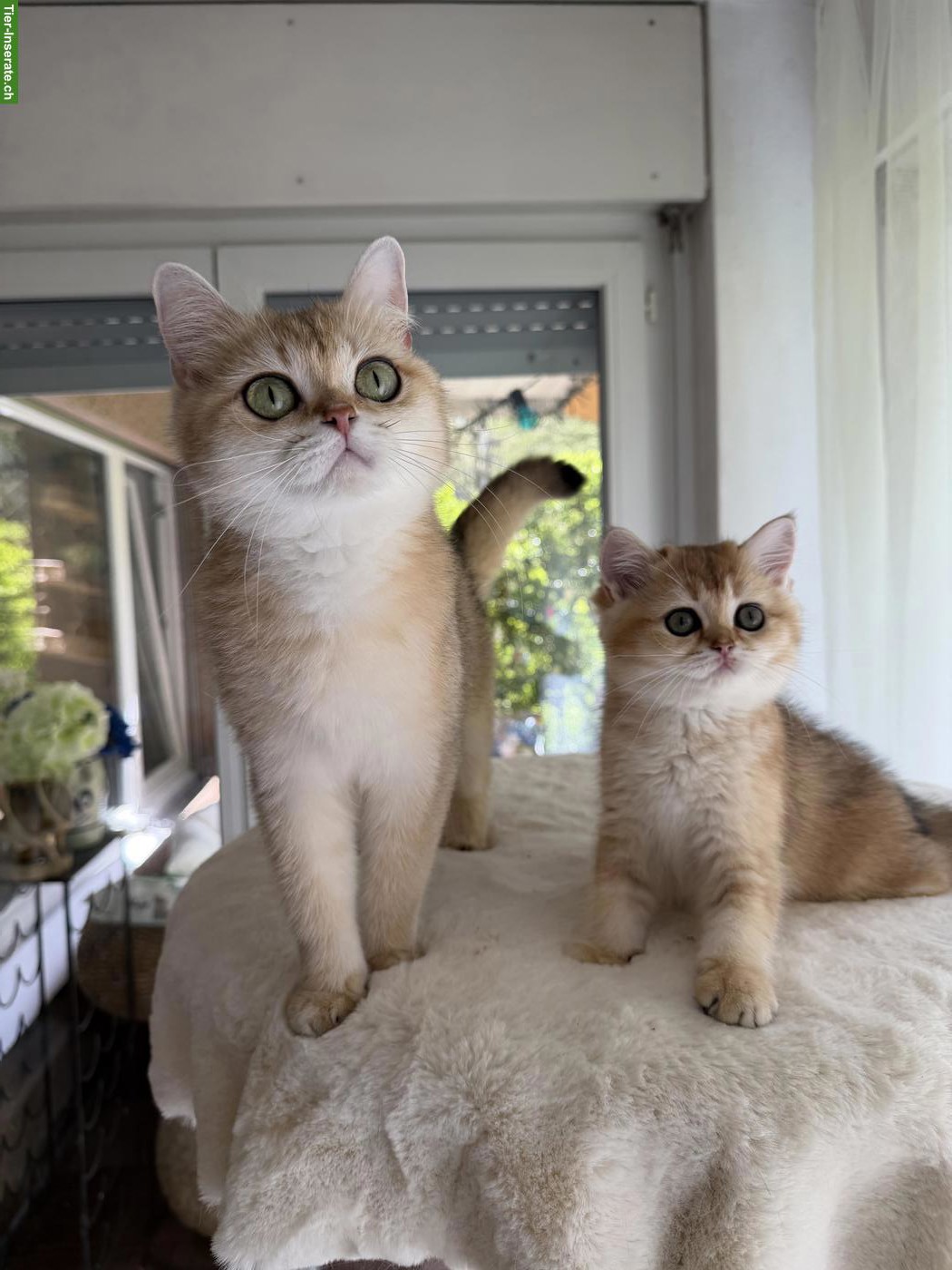Bild 3: Britische goldene Chinchilla Kitten und Katzenmutter