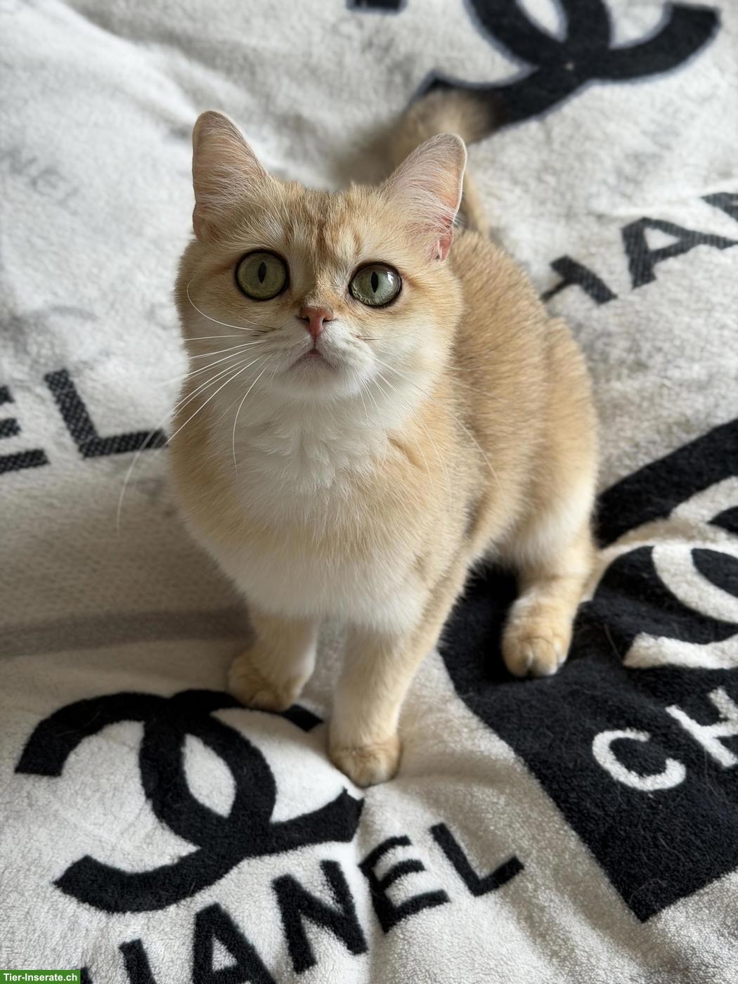 Bild 4: Britische goldene Chinchilla Kitten und Katzenmutter