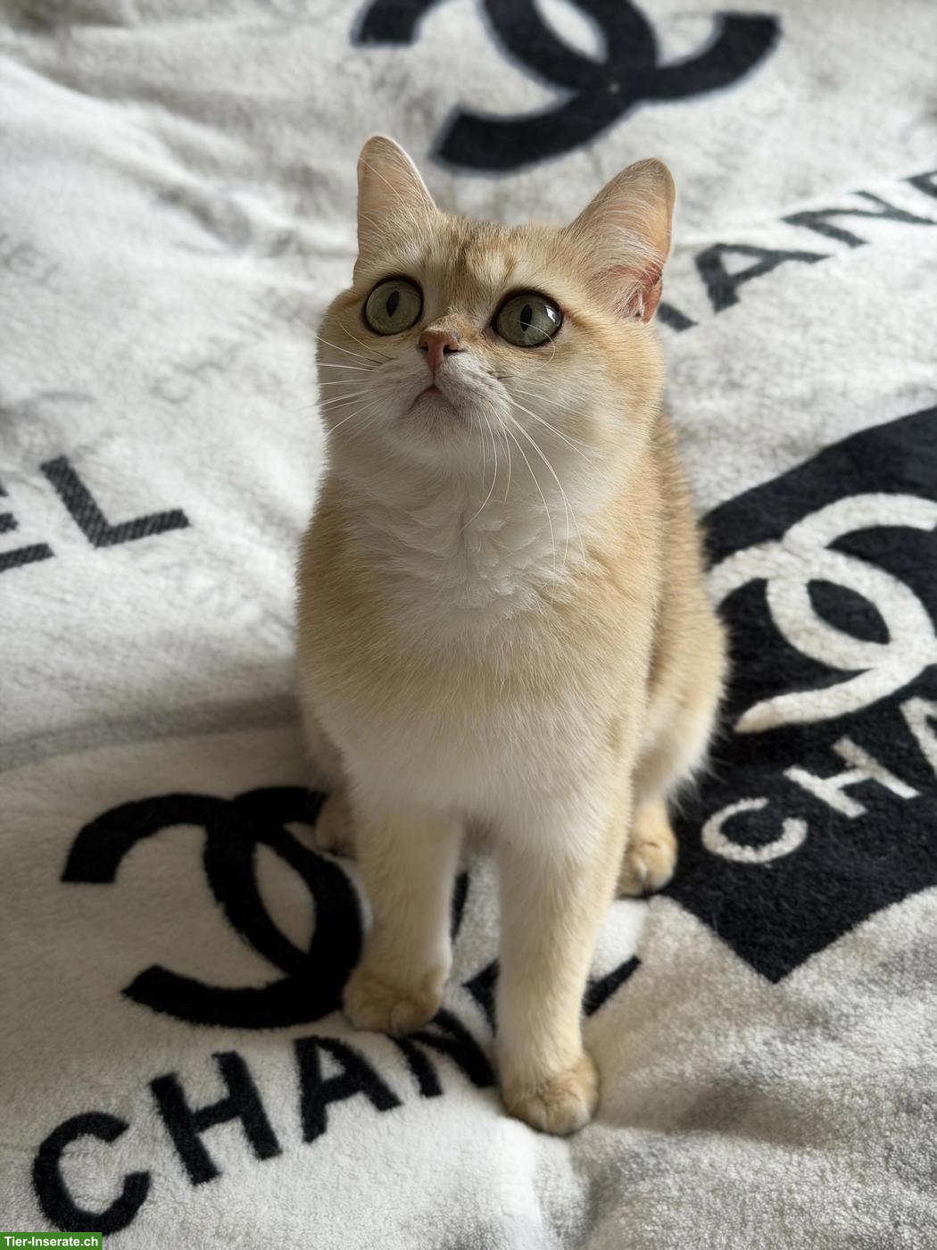 Bild 5: Britische goldene Chinchilla Kitten und Katzenmutter