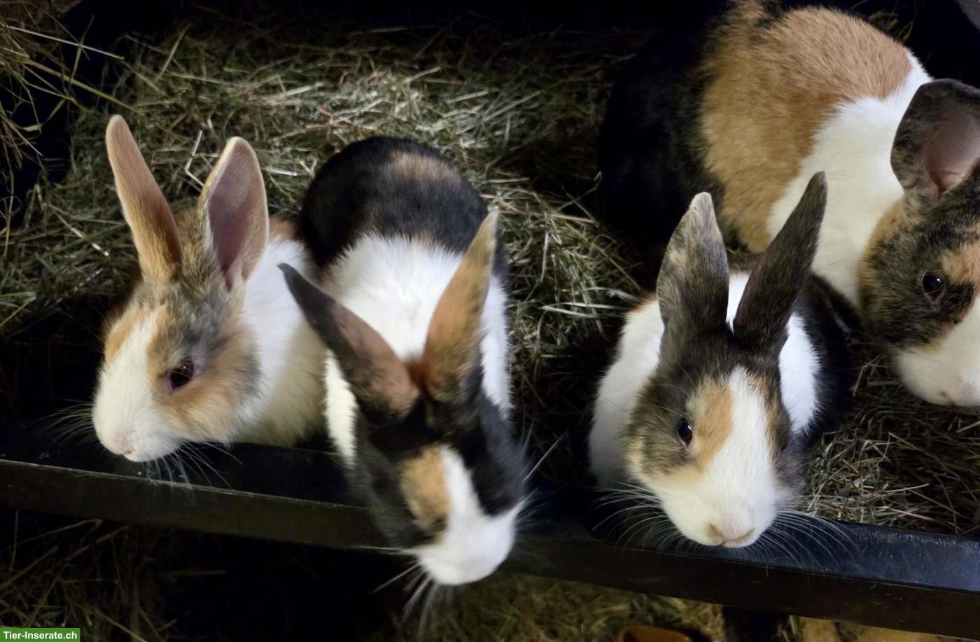 Junge Holländerkaninchen, reinrassig