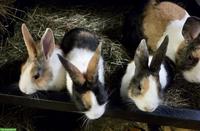 Junge Holländerkaninchen, reinrassig