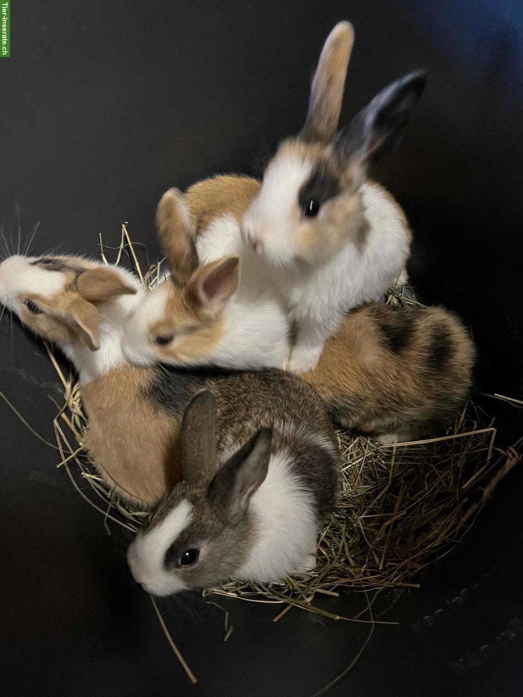 Bild 2: Junge Holländerkaninchen, reinrassig