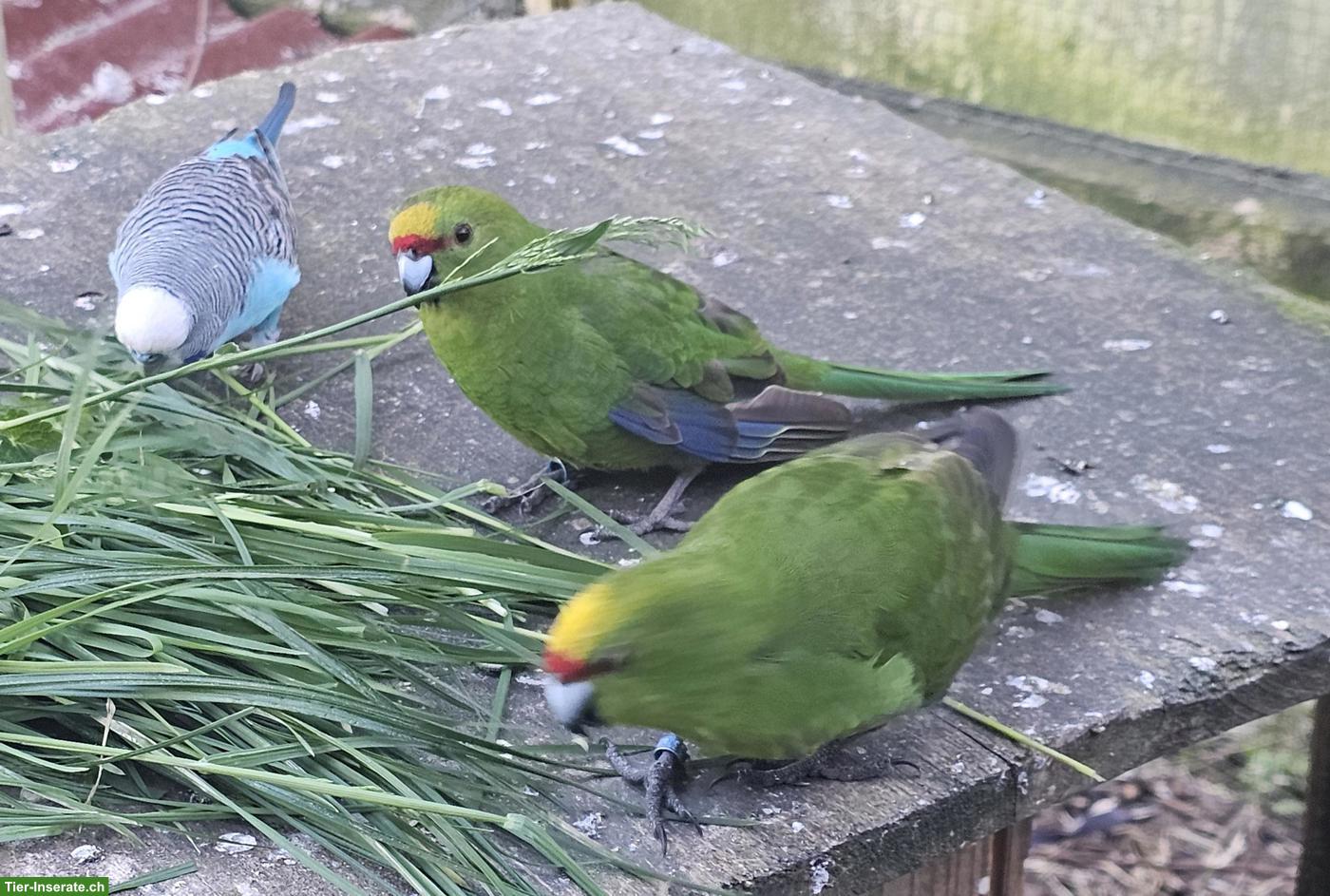 Springsittich Paar aus Aussenhaltung