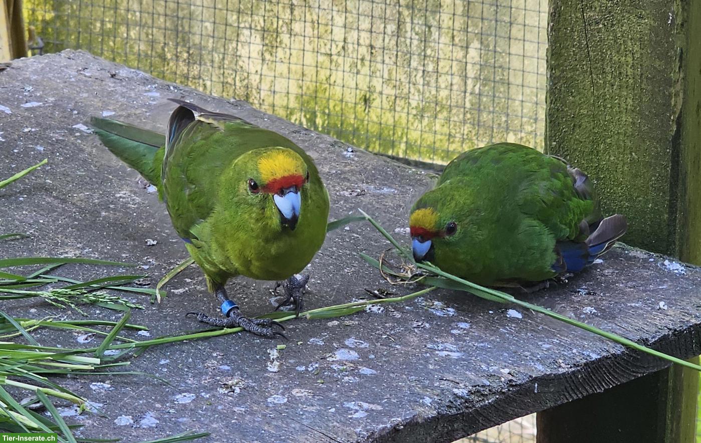 Bild 2: Springsittich Paar aus Aussenhaltung