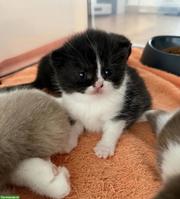 Britisch Kurzhaar Kitten Black Bicolor