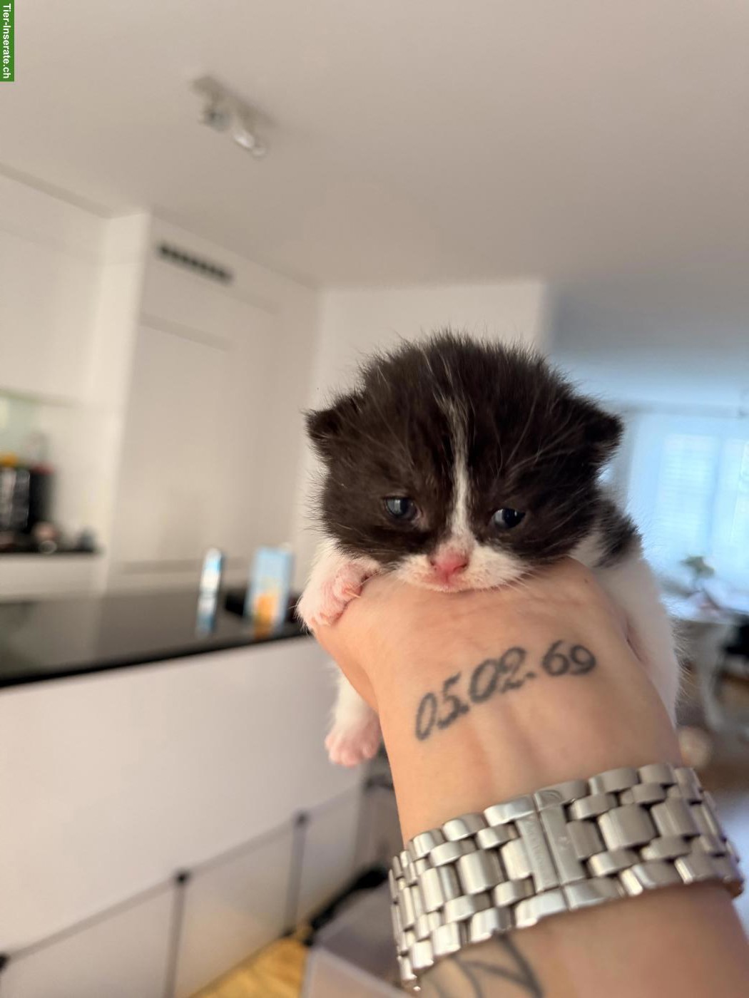 Bild 2: Britisch Kurzhaar Kitten Black Bicolor