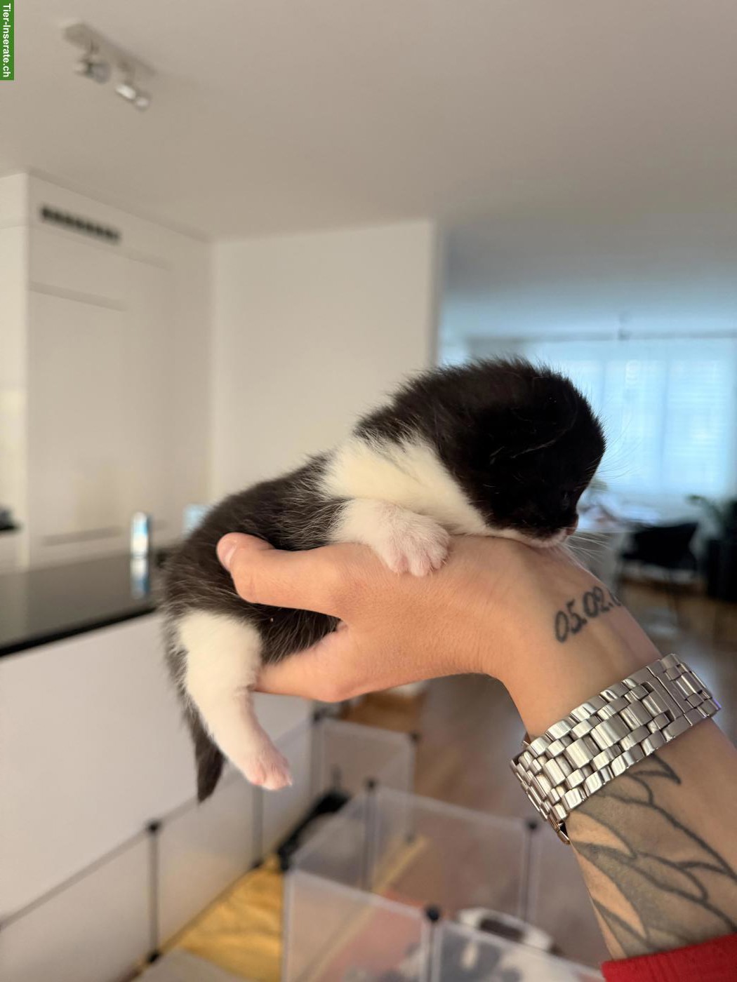 Bild 3: Britisch Kurzhaar Kitten Black Bicolor