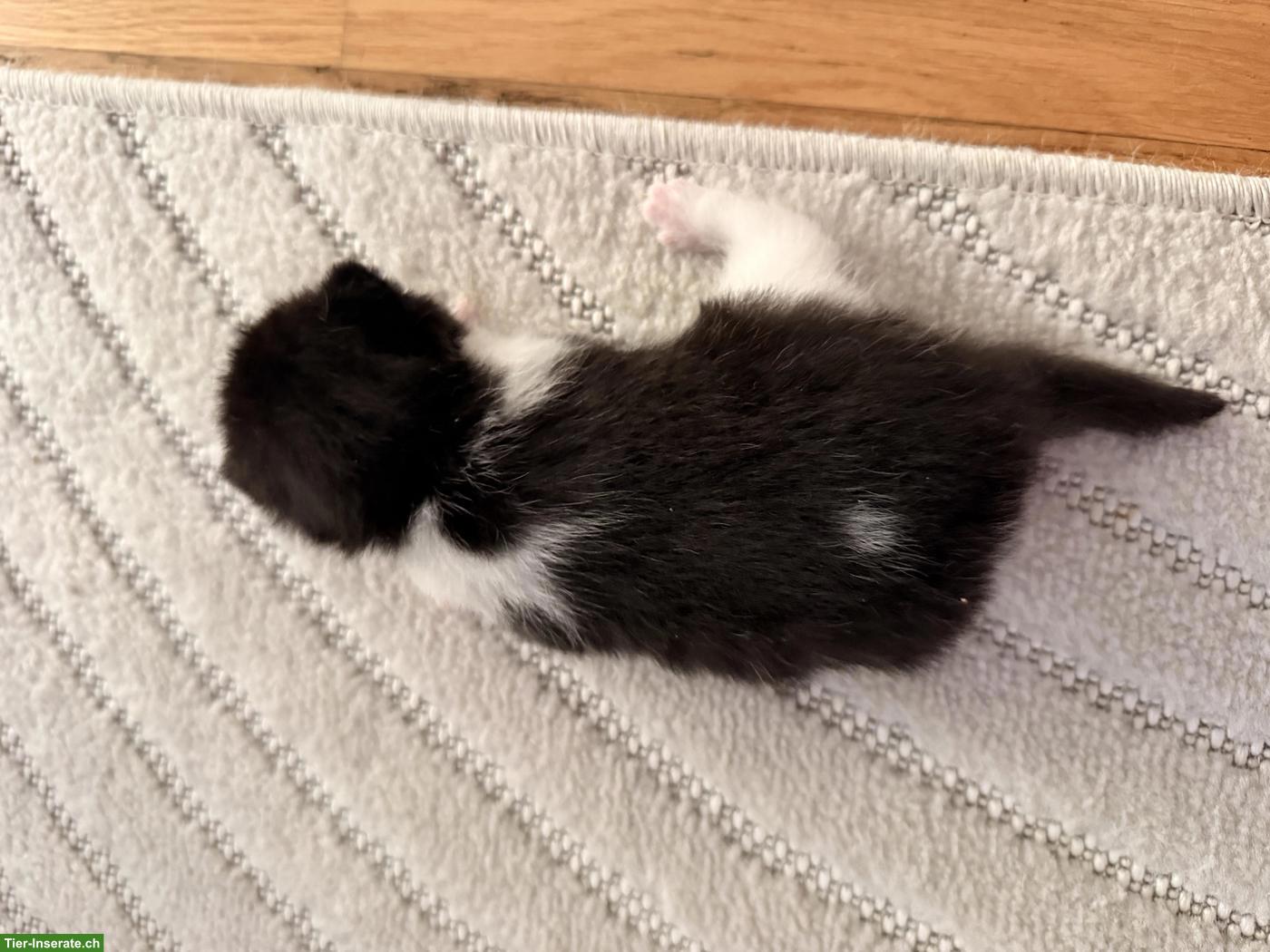 Bild 4: Britisch Kurzhaar Kitten Black Bicolor