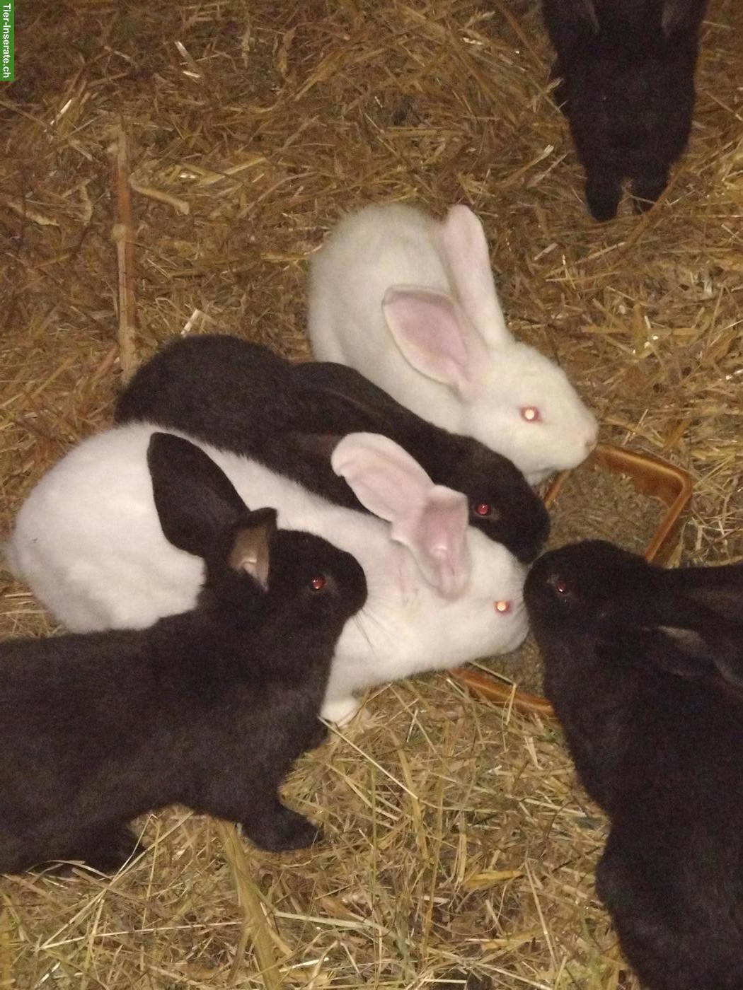 Junge grosse Kaninchen zu verkaufen