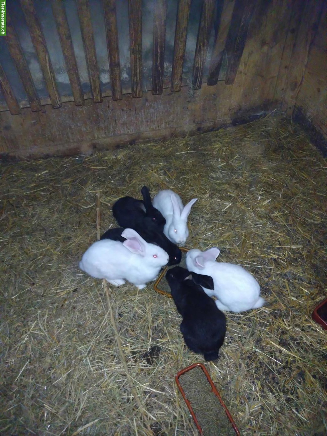 Bild 2: Junge grosse Kaninchen zu verkaufen