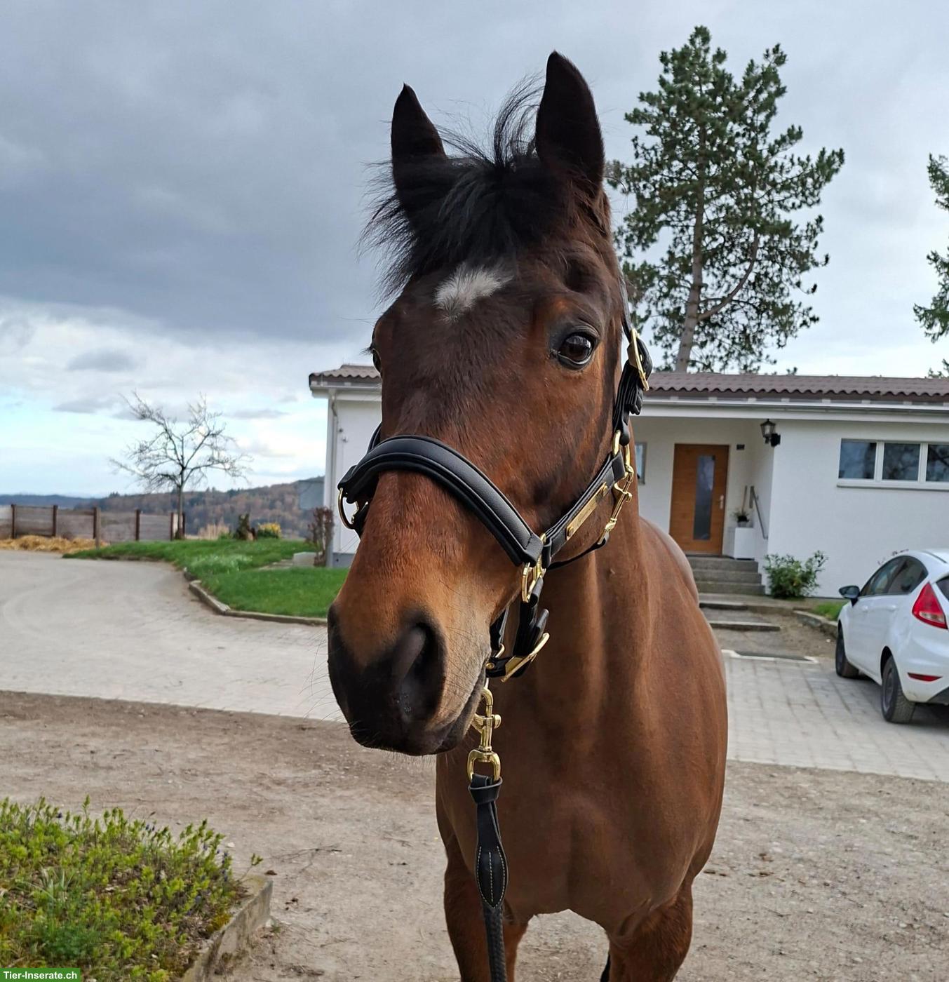 Irländer Wallach 14-jährig als Beistellpferd zu verkaufen