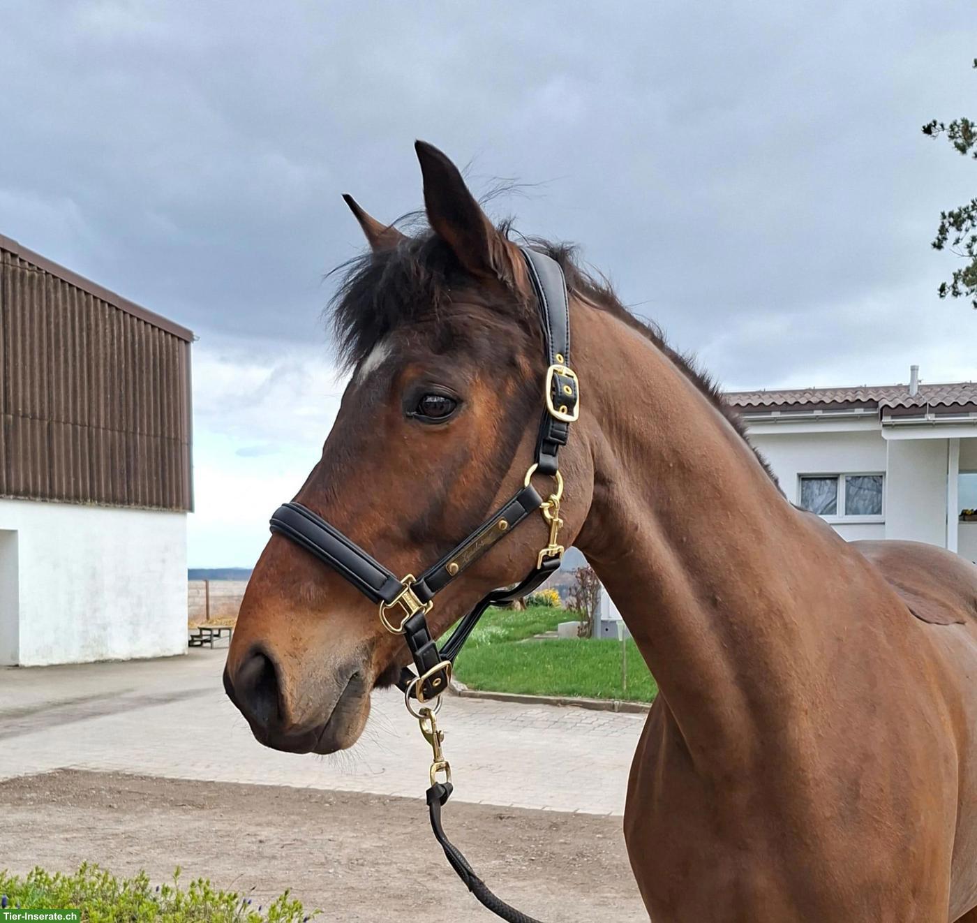 Bild 2: Irländer Wallach 14-jährig als Beistellpferd zu verkaufen