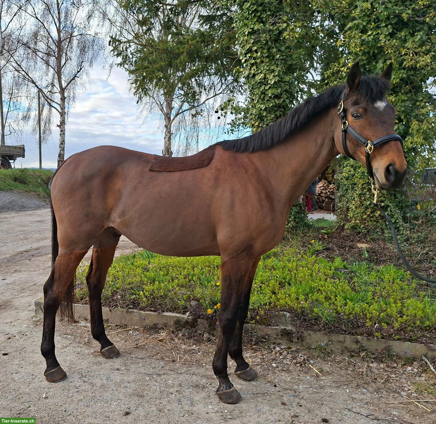 Bild 3: Irländer Wallach 14-jährig als Beistellpferd zu verkaufen