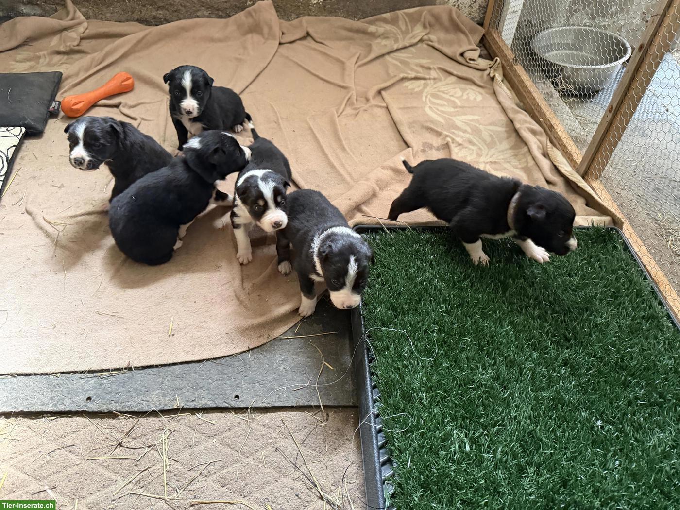 Border Collie Welpen, reinrassig, Arbeitslinie Schafe