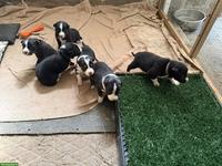 Border Collie Welpen, reinrassig, Arbeitslinie Schafe
