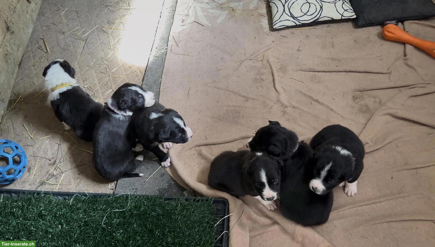 Bild 2: Border Collie Welpen, reinrassig, Arbeitslinie Schafe