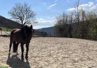 Reitbeteiligung für lieben Wallach in 8815 Horgenberg ZH