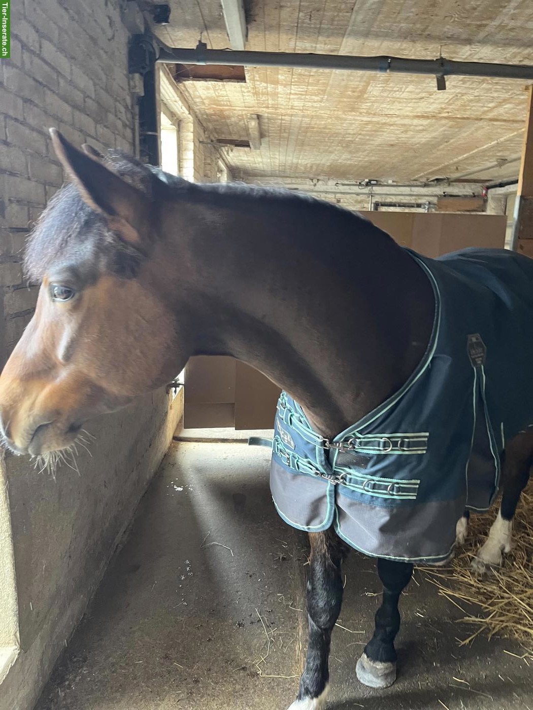 Bild 2: Reitbeteiligung für lieben Wallach in 8815 Horgenberg ZH