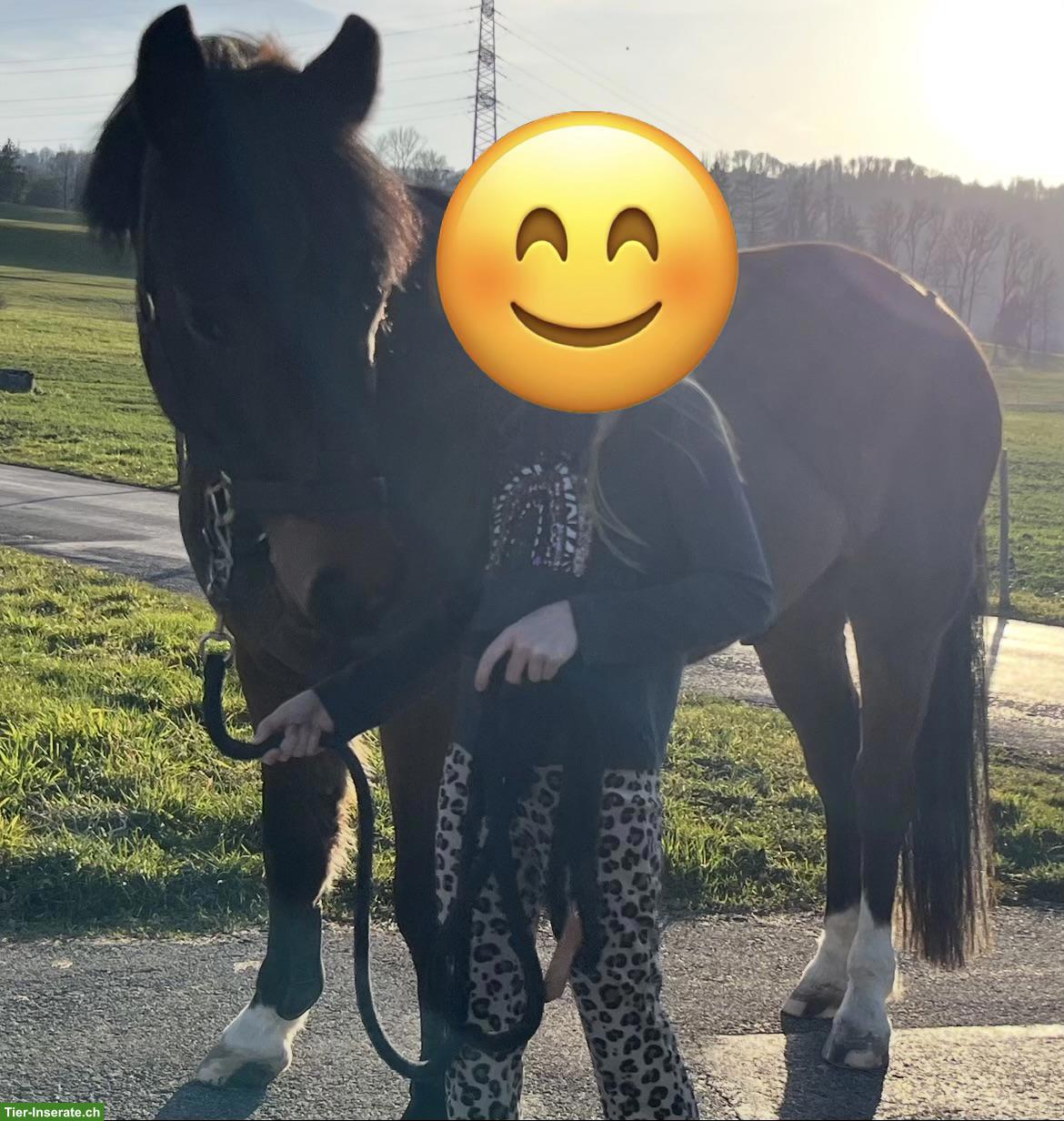 Bild 3: Reitbeteiligung für lieben Wallach in 8815 Horgenberg ZH