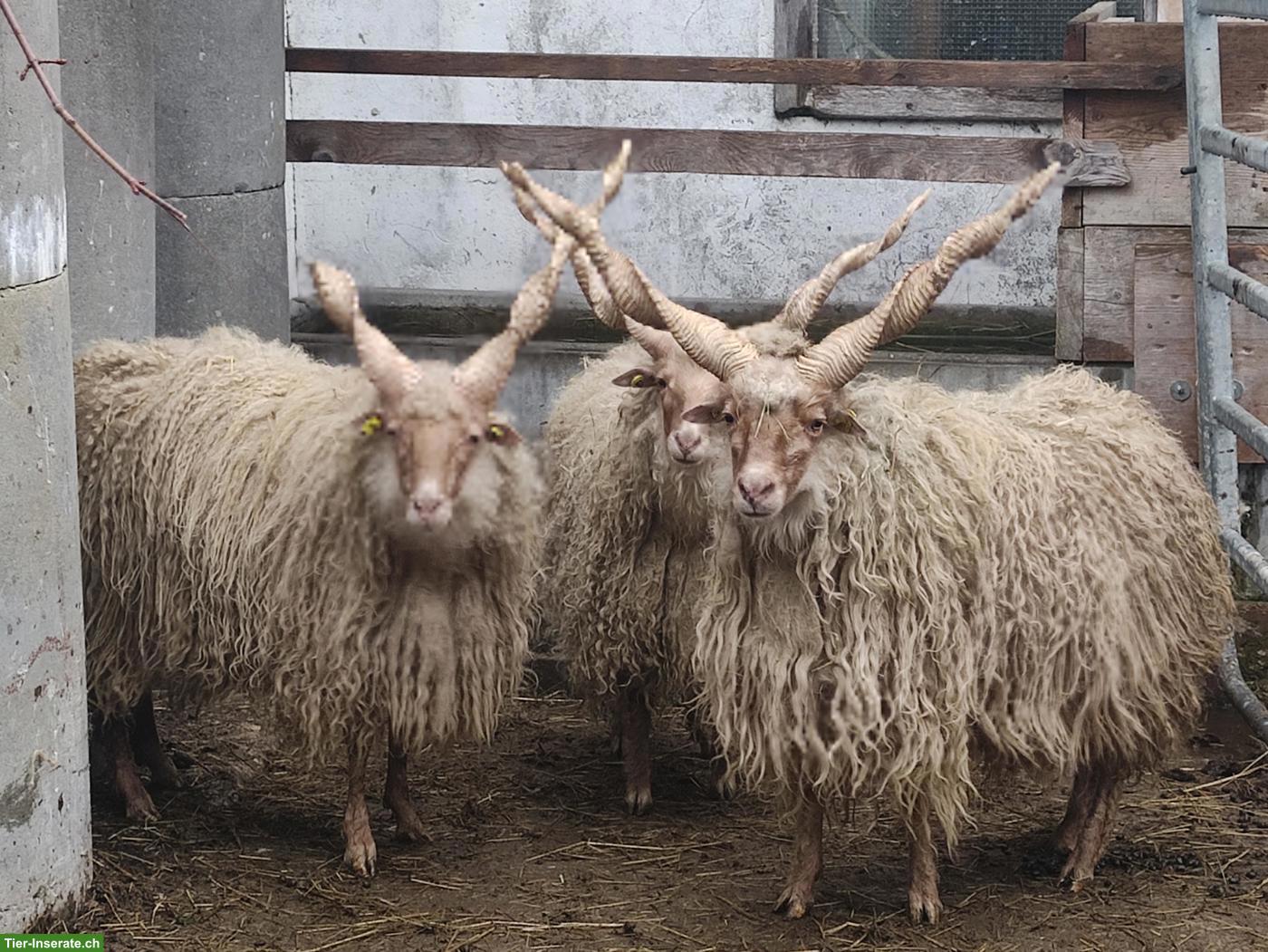 Ungarische Zackelschafe zu verkaufen