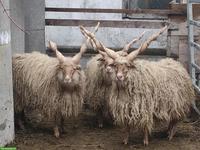 Ungarische Zackelschafe zu verkaufen