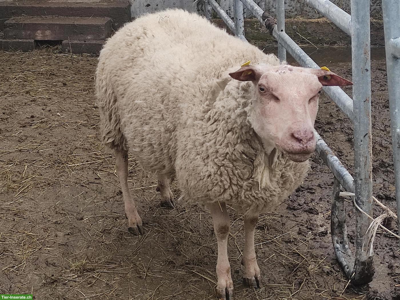 Rouge de l'Ouest Schafbock zu verkaufen