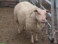 Rouge de l'Ouest Schafbock zu verkaufen