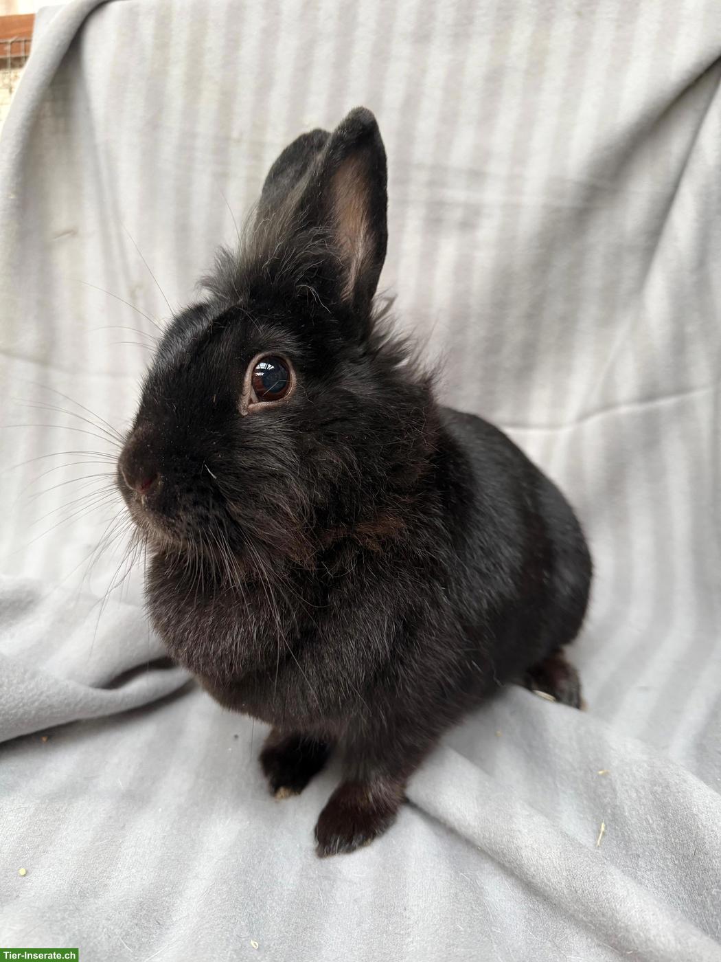 Löwenkopf-Mischling Speedy, weiblich, kastriert