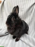 Löwenkopf-Mischling Speedy, weiblich, kastriert