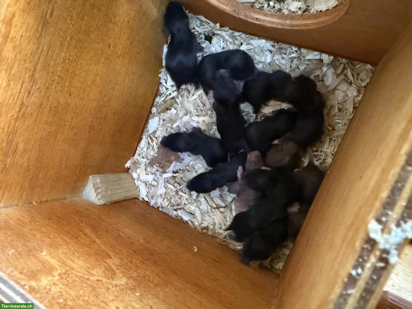 Süsse Teddy- und Goldhamster Babys