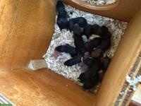 Süsse Teddy- und Goldhamster Babys