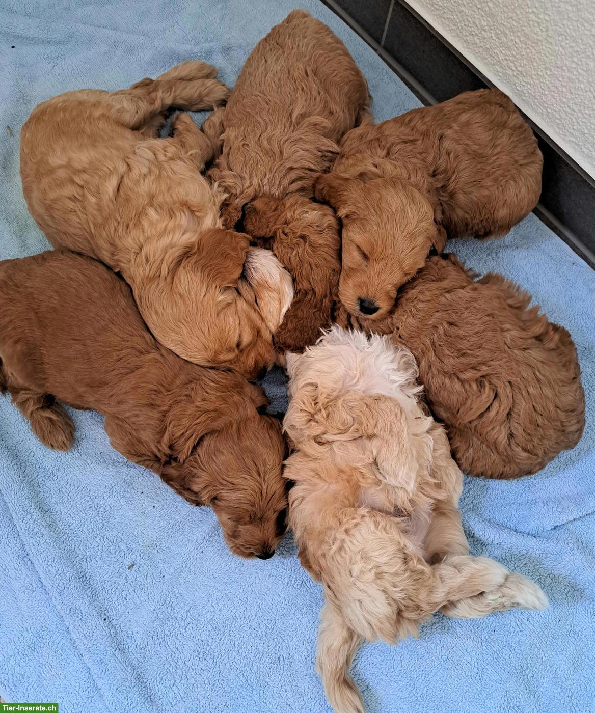 Goldendoodle F1b Welpen in apricot und creme