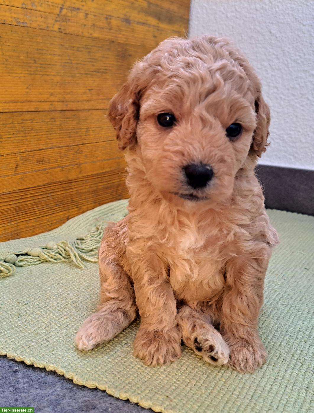 Bild 2: Goldendoodle F1b Welpen in apricot und creme