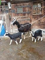 Bündner Strahlenziegen-Familie zu verkaufen