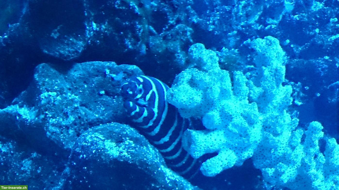 Zebramuränen (Gymnomuraena zebra) abzugeben