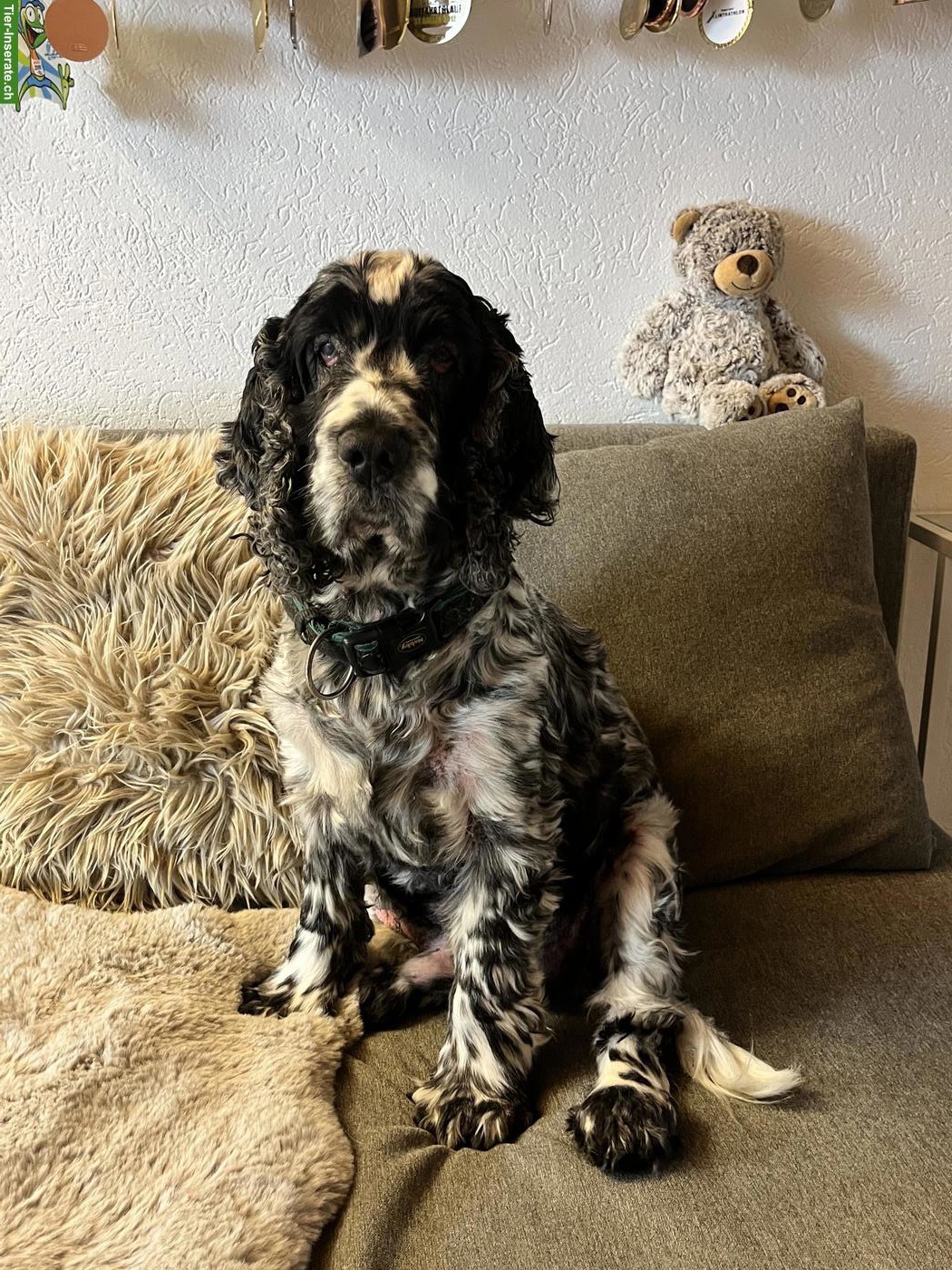 English Cocker Spaniel Rüde sucht liebevolles Zuhause