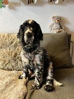 English Cocker Spaniel Rüde sucht liebevolles Zuhause