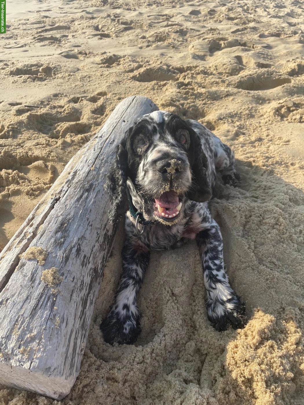 Bild 2: English Cocker Spaniel Rüde sucht liebevolles Zuhause