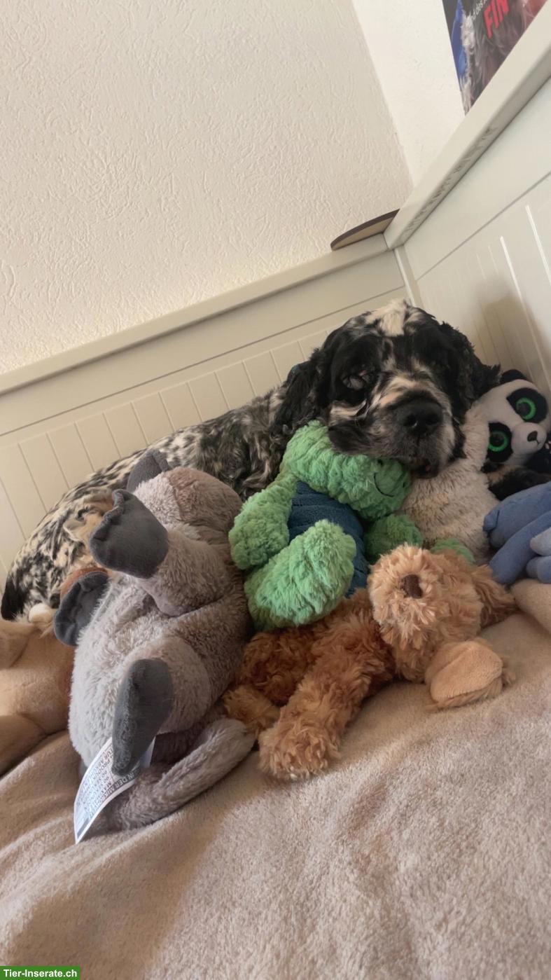 Bild 3: English Cocker Spaniel Rüde sucht liebevolles Zuhause