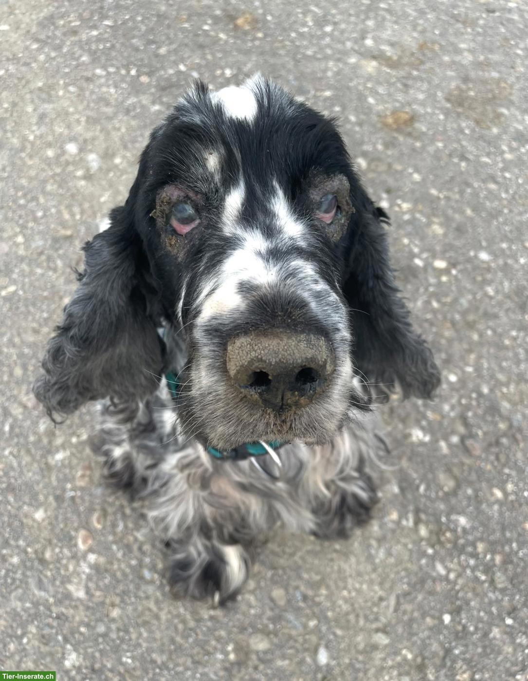 Bild 4: English Cocker Spaniel Rüde sucht liebevolles Zuhause