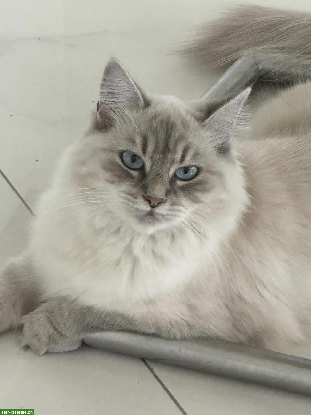 Süsse, junge Neva Masquarade Katze mit Stammbaum