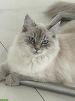 Süsse, junge Neva Masquarade Katze mit Stammbaum