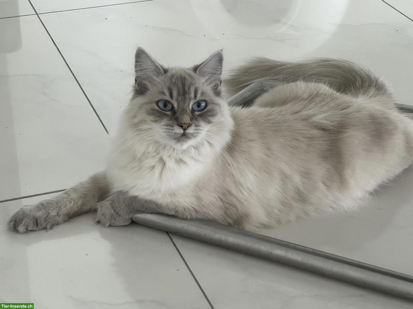 Bild 2: Süsse, junge Neva Masquarade Katze mit Stammbaum