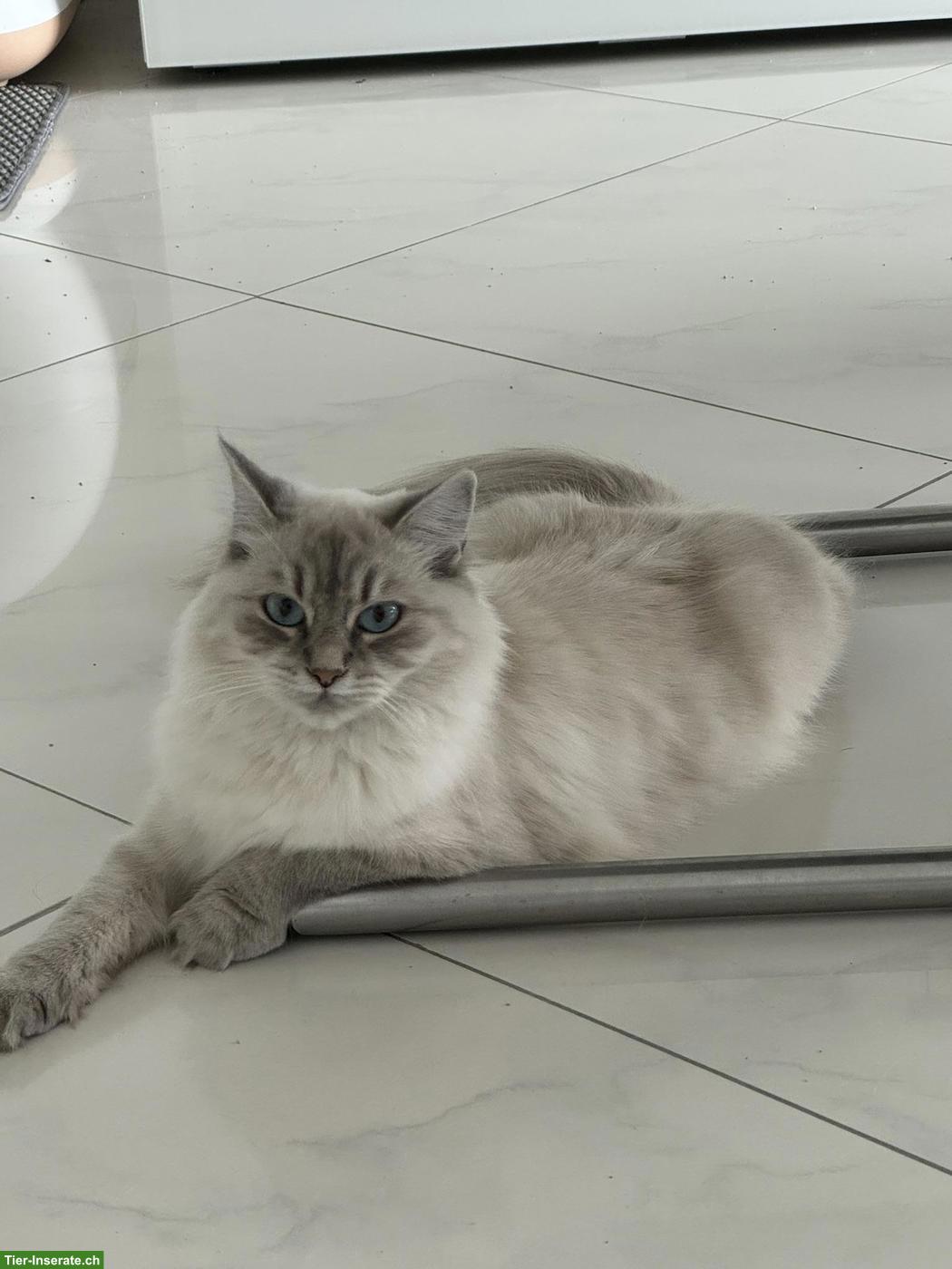 Bild 3: Süsse, junge Neva Masquarade Katze mit Stammbaum