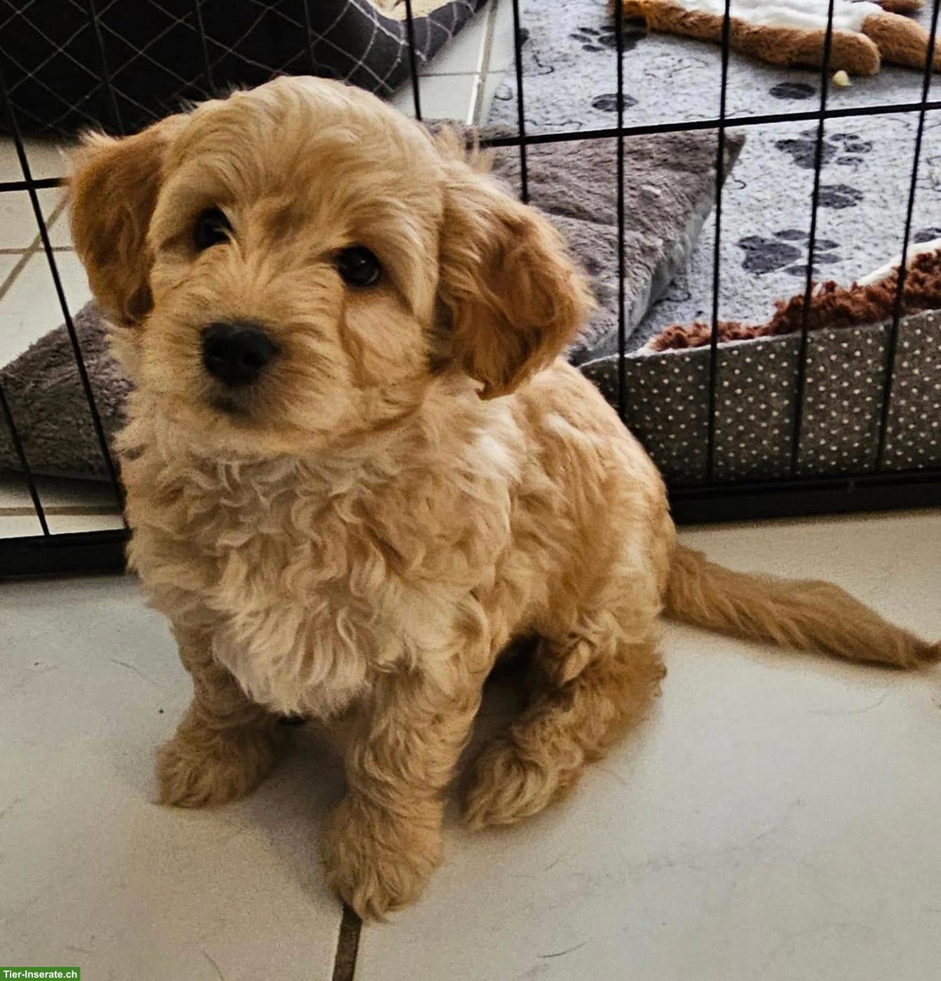 Maltipoo Welpe, weiblich, aus Zucht