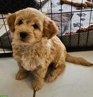 Maltipoo Welpe, weiblich, aus Zucht