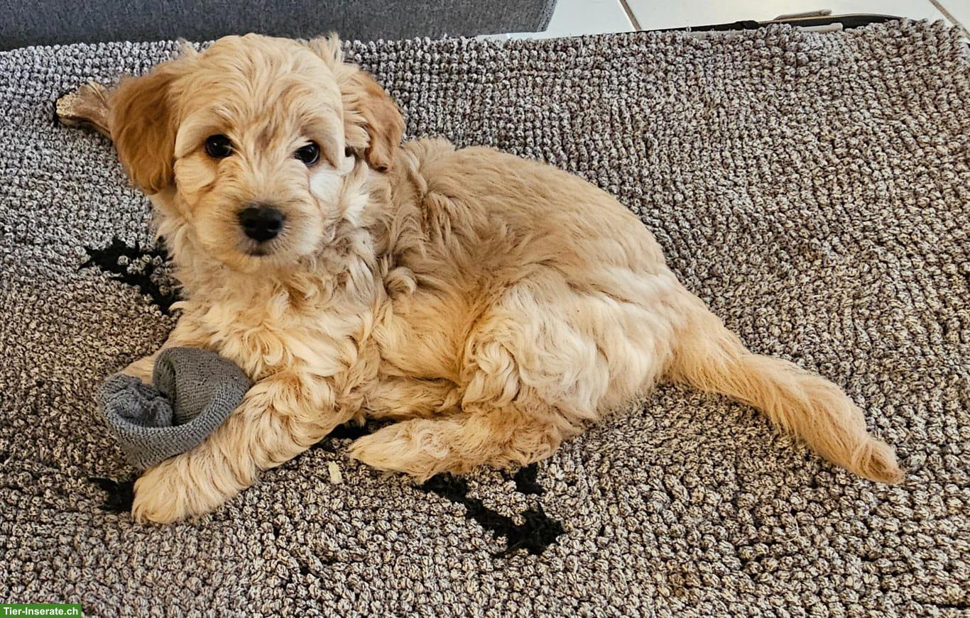 Bild 2: Maltipoo Welpe, weiblich, aus Zucht