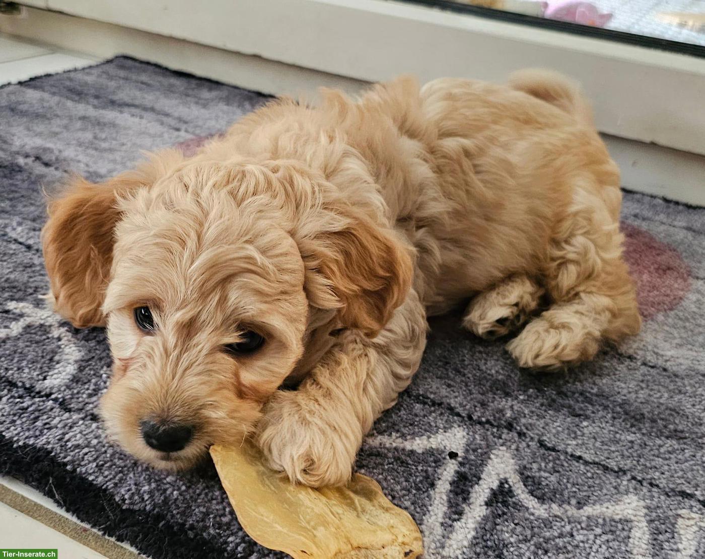 Bild 3: Maltipoo Welpe, weiblich, aus Zucht